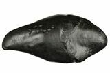 Fossil Sperm Whale (Scaldicetus) Tooth - South Carolina #185994-1
